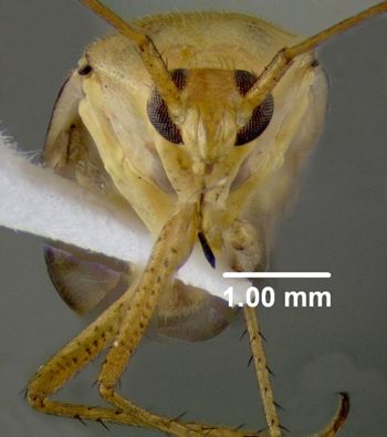 Media type: image;   Entomology 619499 Aspect: head frontal view